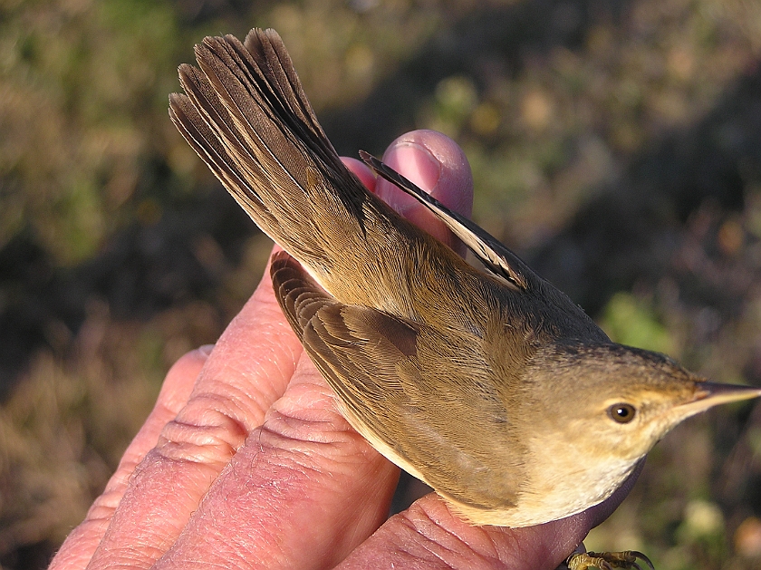 European Reed Warbler, Sundre 20080604